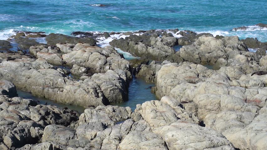 A close-up of seals at Ohau Point Lookout in Kaikoura, New Zealand. They sunbathe, swim, and play among the rocks along the rugged coastline.