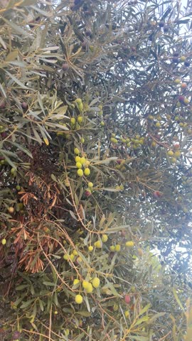The tree is full of leaves, some of which are green and some brown. The leaves are scattered throughout the tree, with some being closer to the top and others closer to the bottom