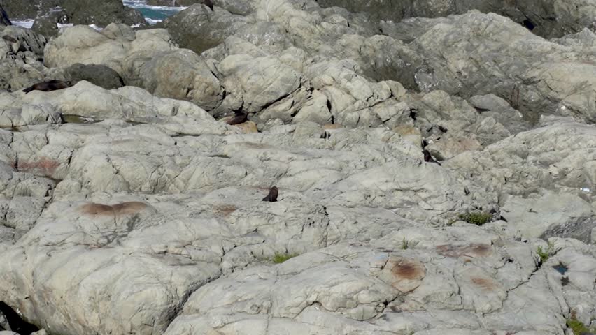 Two seal pups climb along rocks at Ohau Point Lookout in Kaikoura, New Zealand. The playful pups navigate the rocky coastline as waves crash around them.