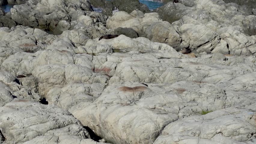 A baby seal climbs along rocks at Ohau Point Lookout in Kaikoura, New Zealand. The rocky coastline and crashing waves make for a charming and lively wildlife scene.