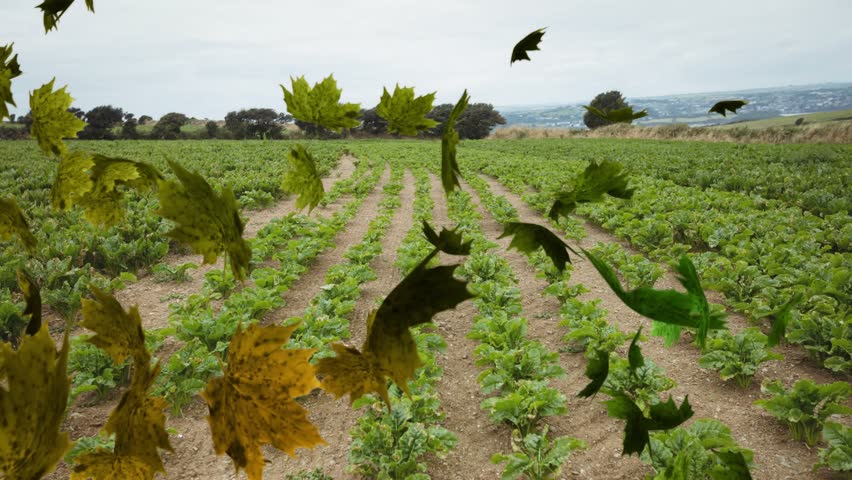 Wind gusts blowing yellow-green leaves into frame, swirling above crop rows, showing autumn breeze. Nature, landscape, harvest, rural, tranquility, seasonal, agriculture