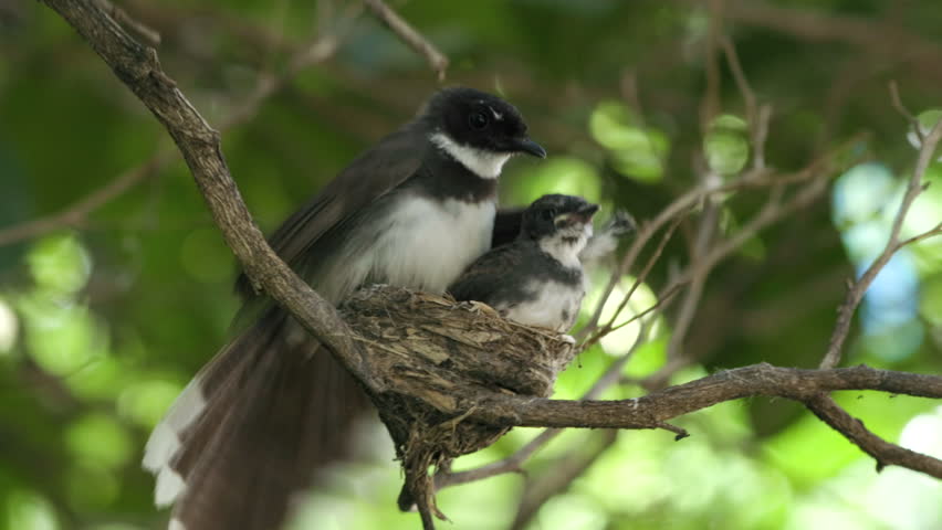 mother bird feeding her baby bird in the bird's nest.