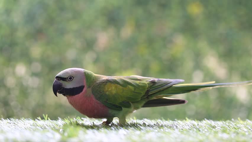 Beautiful colorful parrot, Female Red-breasted Parakeet (Psittacula alexandri)