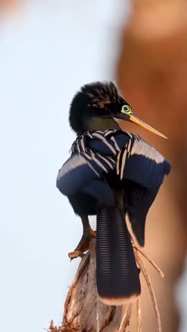 Aquatic Darter Bird Perched on Dead Tree Trunk Against Bright Sky, Close-up of Unique Black and Blue Waterfowl with Striking Green Eye and Long Orange Bill, Detailed Wildlife Footage