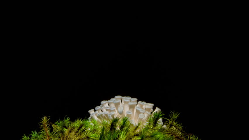 Growing oyster mushroom rising from ground time lapse 4k footage.