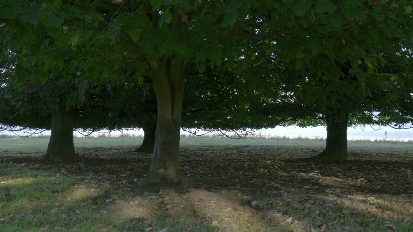Shaded woodland trees in Rutland with soft ground light and calm natural atmosphere