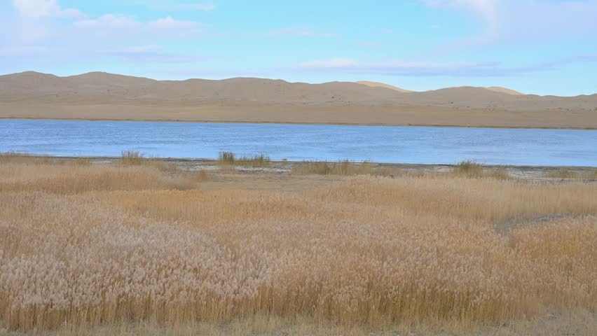 Golden reeds line the shore of the serene Durgun Nuur lake in Mongolia. A scenic wide shot captures the tranquil beauty of the remote desert landscape.
