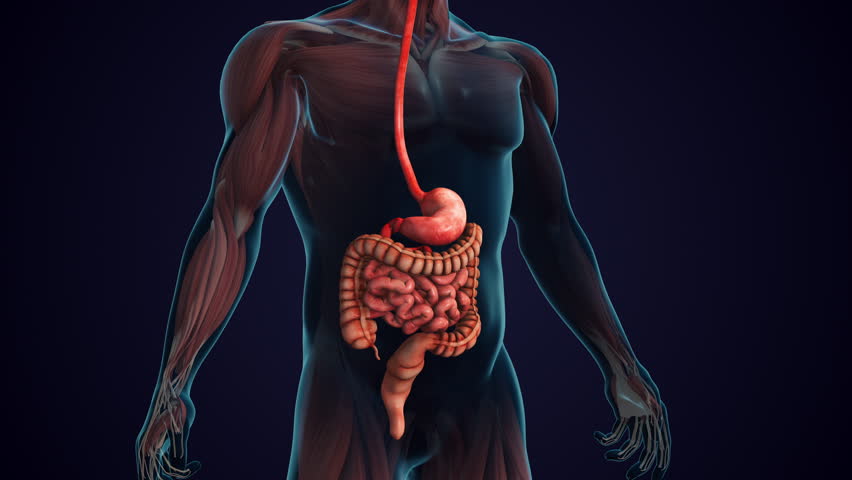 Stomach Tissues Responding to Increased Insulin Sensitivity
