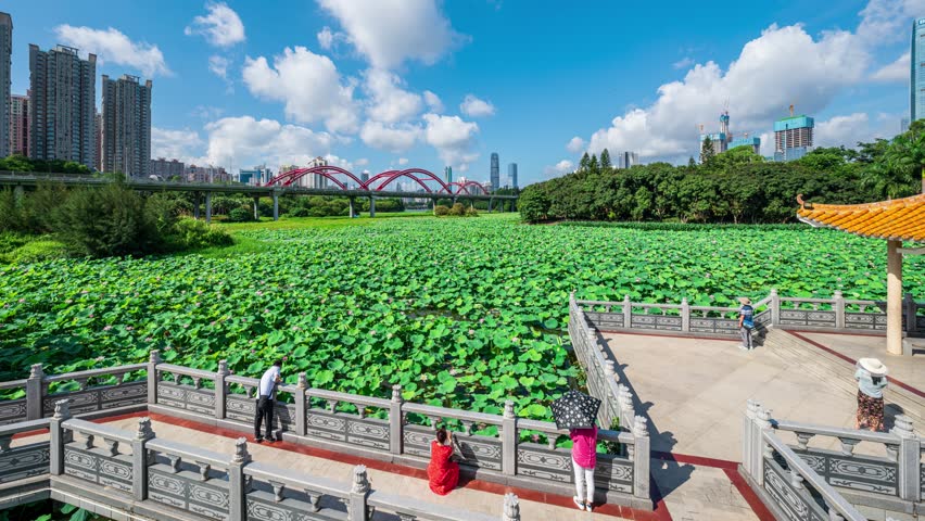 Timelapse view of Honghu Park lotus pond in Shenzhen, China featuring vast green lotus leaves, urban skyline, red bridge, and visitors on traditional walkways