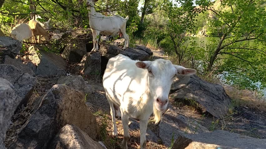 Small herd of domestic goats grazing among trees on summer day. Close-up of curious goat face among boulders in natural setting