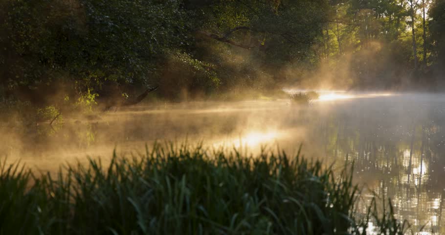 A misty forest with a stream of water. The orange sun is shining through the trees with a bright red and orange colorful atmosphere. Static shot.