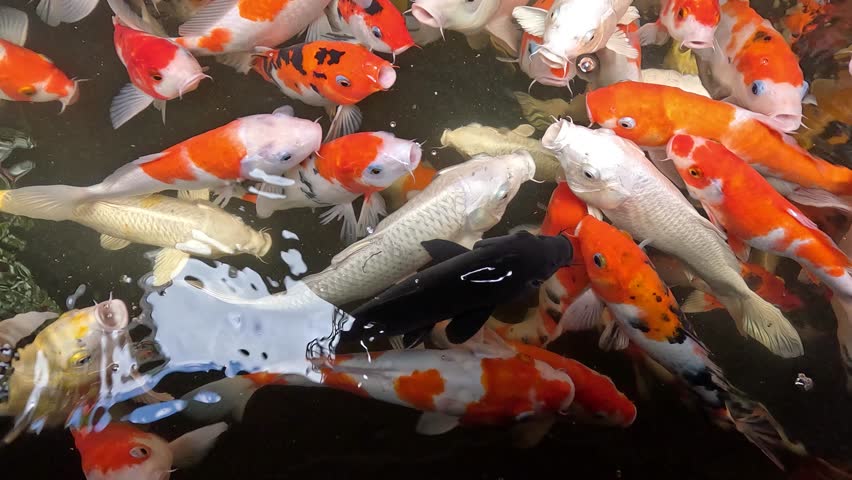Slow motion of colorful fancy carps or Japanese koi fishes swimming in a pond in a garden, open mouth to be fed.	