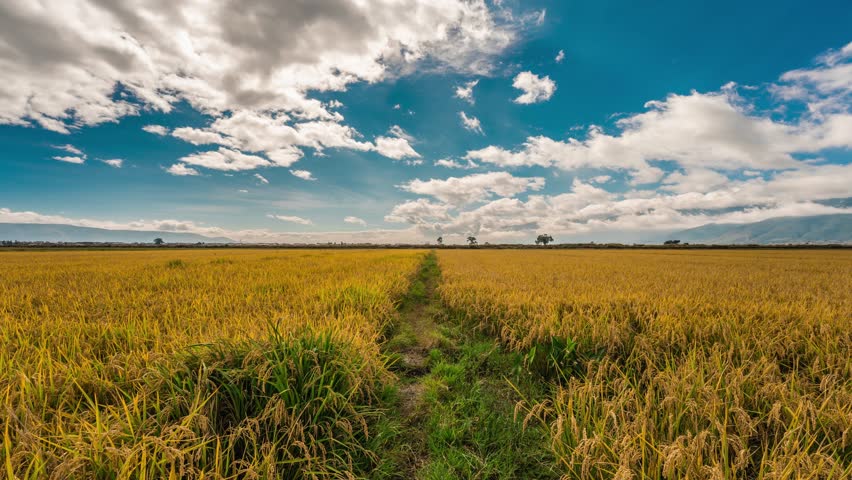 Time-lapse view of golden rice field with dirt path leading through agricultural landscape under dramatic blue sky with white clouds
