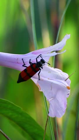 Beetle eating flower hd close up video