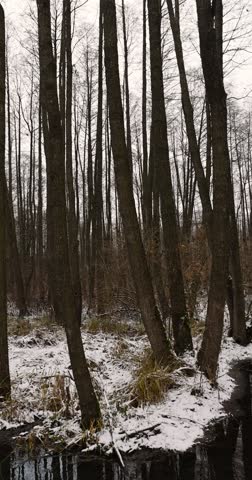 a flooded area with frozen water and tall bare trees in the winter season, a swamp in the winter season with frozen water and tall trees without foliage reflected in the water