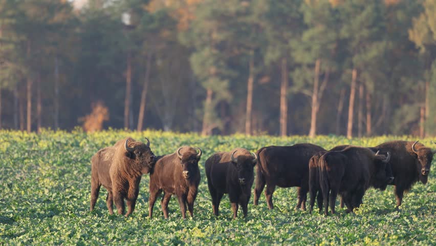 Mammals - wild nature European bison ( Bison bonasus ) Wisent herd standing on the autumn field sundown North Eastern part of Poland, Europe Knyszynska Primeval Forest