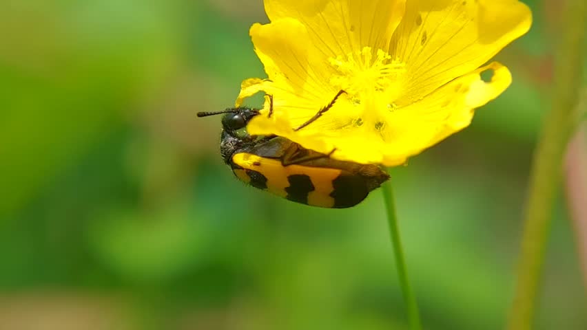Macro Blister Beetle (Meloidae) Feeding on Yellow Flower Petals