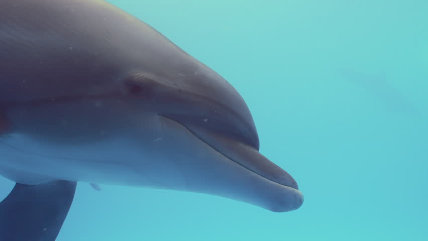 Close-up, portrait of bottlenose dolphin posing for camera, slow motion. Curious dolphin swimming in morning sun light and looking at camera. Dolphin selfie in blue water.