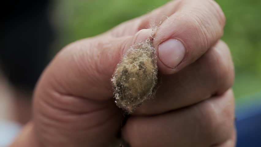 A nest of small spiders in a person