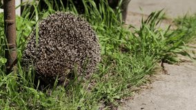 prickly hedgehog walking in the grass in nature, close-up, wildlife - Powered by Shutterstock - Get 15% off with code: PIKWIZARD15