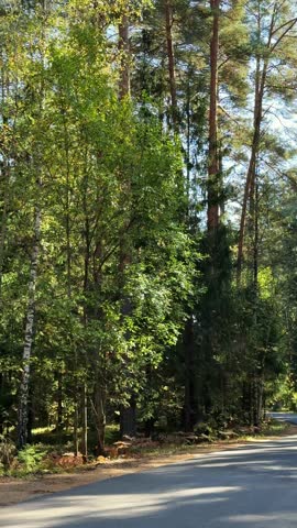 Summer or Autumn winding asphalt road with wood trees. Summer or Autumn winding asphalt road with wood trees. Point of view shot of driving a car on a sunny road along an autumn forest.