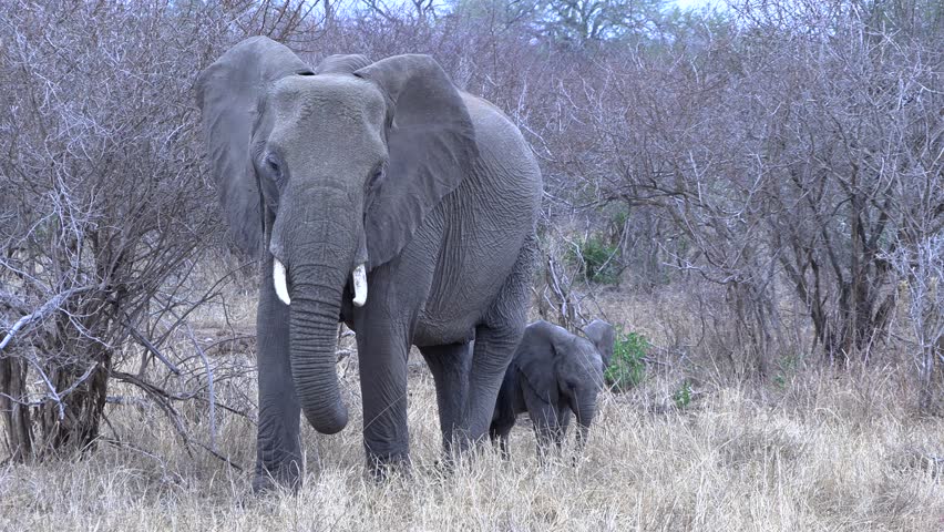 Large female elephant with tiny calf right next to her by her side in the wild.