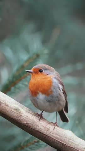 Cute European Robin Small Songbird Perched on Wooden Branch with Blue Green Conifer Background