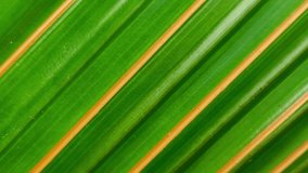 Abstract green and yellow color leaf surface background texture. Stop motion loop animation. Closeup macro detail top view. Animated natural seamless minimal geometric pattern for graphic design. - Powered by Shutterstock - Get 15% off with code: PIKWIZARD15