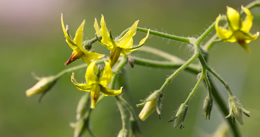 flowering of small yellow tomato flowers in the field, green foliage and yellow tomato flowers , the plant is grown in a cold climate