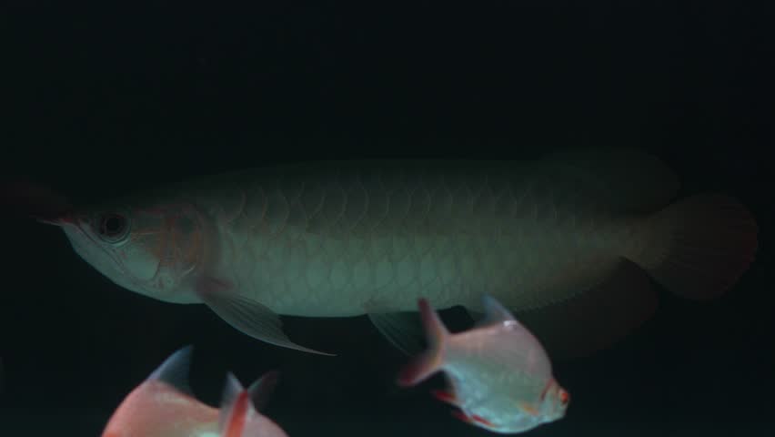 Mix of tropical freshwater fish—Silver Arowana, red and white Oscar cichlids, and Tinfoil Barbs—gliding through the same tank, in dark background, exotic fishkeeping or aquascaping visuals.