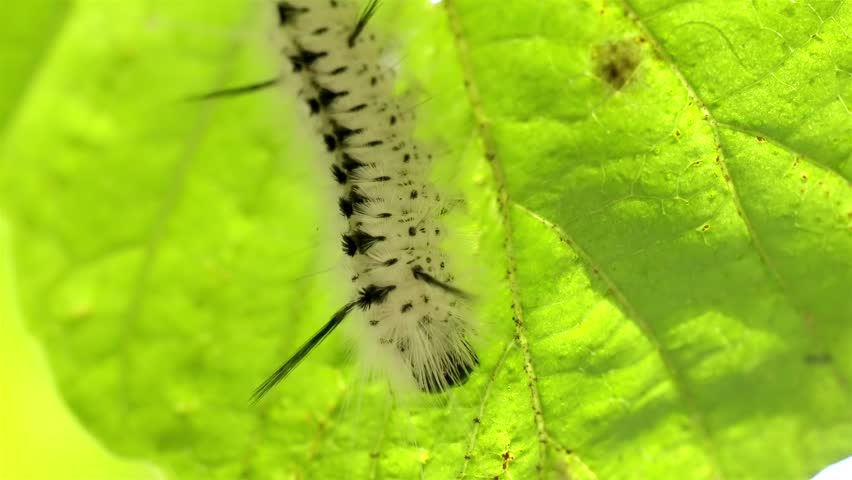 Macro shot of a hairy white and black tussock moth caterpillar on a green leaf