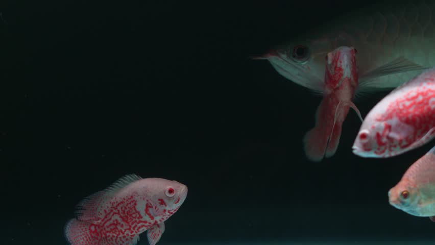 Mix of tropical freshwater fish—Silver Arowana, red and white Oscar cichlids, and Tinfoil Barbs—gliding through the same tank, in dark background, exotic fishkeeping or aquascaping visuals.