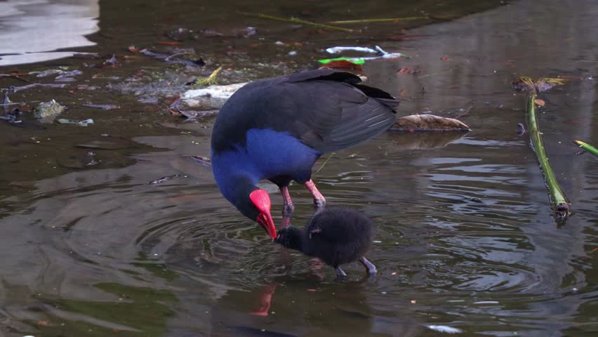 An Australasian swamphen (Porphyrio melanotus) with striking red frontal shield, wading in murky water alongside a small chick, close up shot.