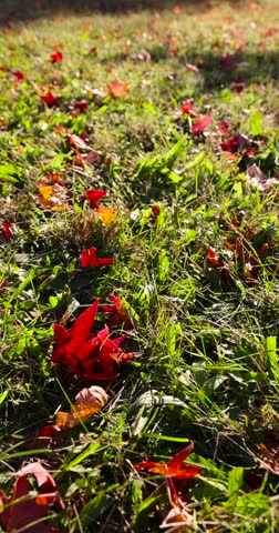 foliage in the green grass in the autumn season, fallen to the ground red foliage of trees in the autumn season in sunny weather