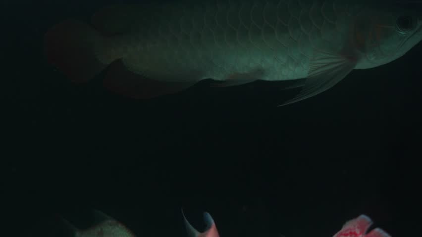 Footage of a single Silver Arowana (Osteoglossum bicirrhosum) gliding gracefully in a dark aquarium. This elegant freshwater predator is popular among exotic fish collectors for its shimmering scales