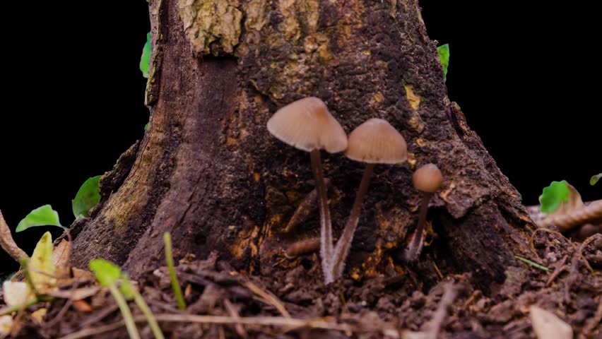Timelapse. Small brown Coprinellus micaceus mushrooms grow at the base of a tree in forest soil on a black background.