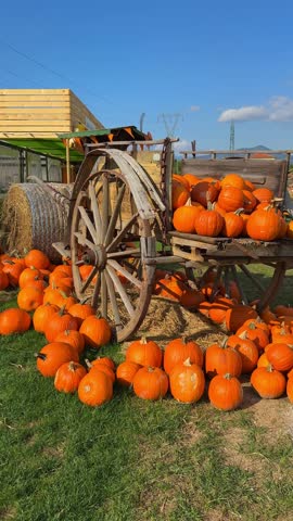 Rustic old wooden cart filled with pumpkins as autumn fair decoration. Cinematic seasonal harvest display, festive Halloween market scene, vibrant fall rustic atmosphere