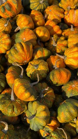 Close-up of brightly colored decorative pumpkins—yellow, green, orange—arranged as autumn fair backdrop. Vibrant seasonal decor, rustic harvest display, festive Halloween atmosphere