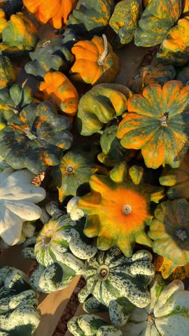Close-up of brightly colored decorative pumpkins—yellow, green, orange—arranged as autumn fair backdrop. Vibrant seasonal decor, rustic harvest display, festive Halloween atmosphere