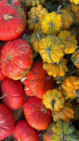 Close-up of bright colorful pumpkins—orange, yellow, green—used as decorative backdrop for autumn fair videos. Festive harvest display, cinematic fall seasonal atmosphere