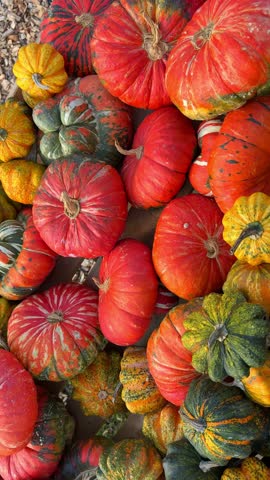 Close-up of bright colorful pumpkins—orange, yellow, green—used as decorative backdrop for autumn fair videos. Festive harvest display, cinematic fall seasonal atmosphere