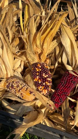 Closeup of red corn cobs with dry husks used as rustic decoration at an autumn harvest fair in October, festive seasonal display celebrating traditional fall atmosphere