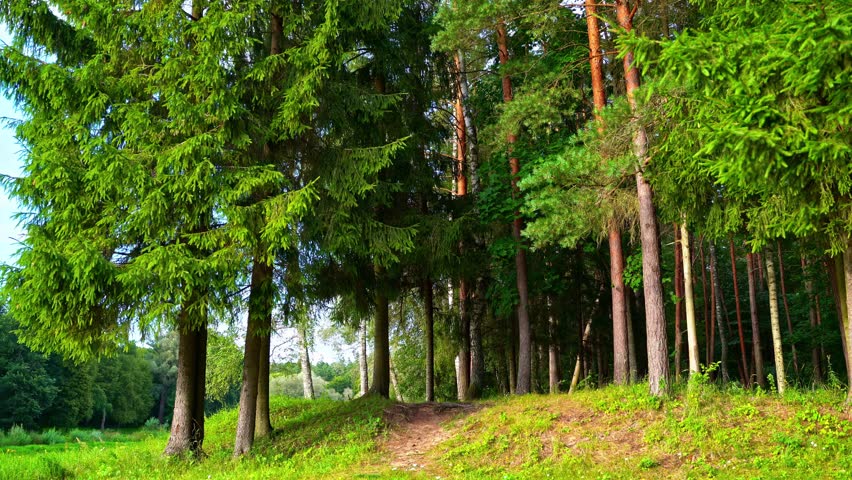 Entrance to Forest Trail With Tall Pine Trees on Summer Day in Latvia