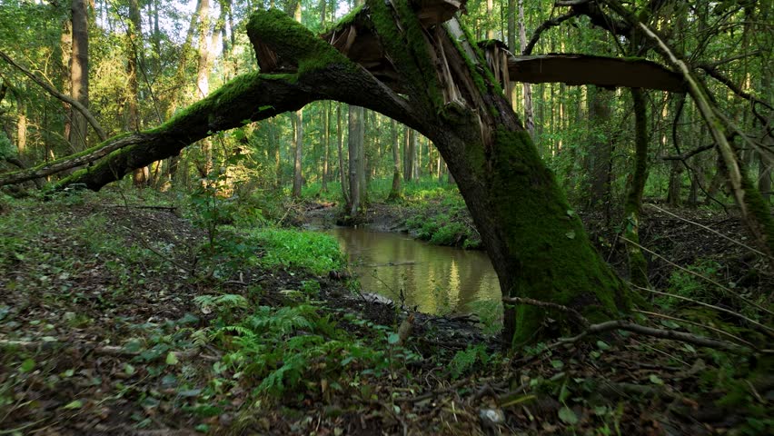Small river deep in the forest 