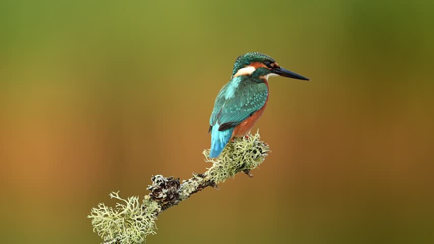 Kingfischer bird ( Alcedo atthis ) close up