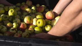 Slow motion video of people washing apples in a water bath and water splashing all around. The golden yellow and green fruit are being cleaned during a sunny autumn day after harvest. - Powered by Shutterstock - Get 15% off with code: PIKWIZARD15