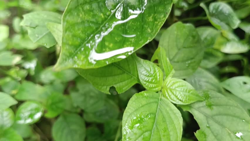 caterpillars found in bushes around the house