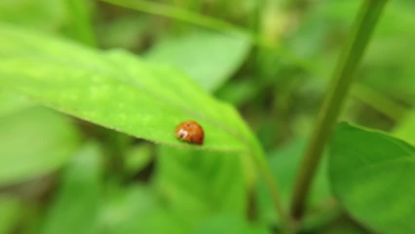 Macro photo of an orange seven-spotted ladybug (Coccinella septempunctata) perched on a leaf