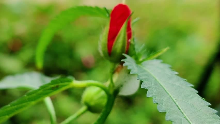 Abutilon megapotamicum,  Trailing Abutilon, Flowering Maple,  Malvaceae,
বন্ধুক,
কটলতা,
বন্ধুলী,
দুপুরচণ্ডি, 

Pentapetes phoenicea, পেন্টাপেতেস ফেনিসিয়া,
Bud, foam, green  leaves,  green Leaf , dark