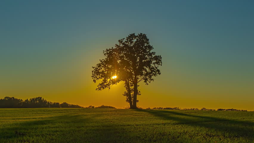 Serene timelapse of sunset behind a solitary tree in a tranquil field